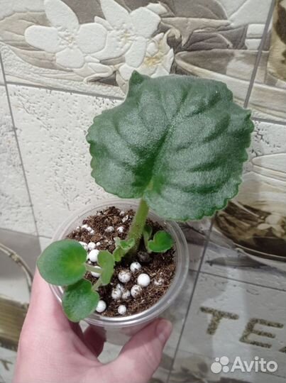 Сортовые фиалки