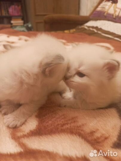 Котята порода Невская маскарадная