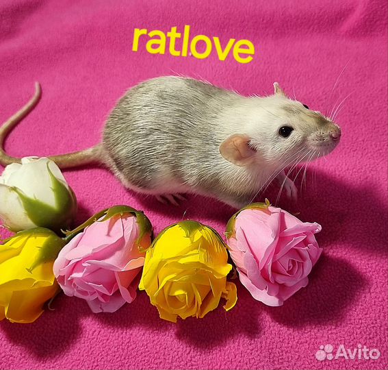 Крысята дамбо девочки редкие