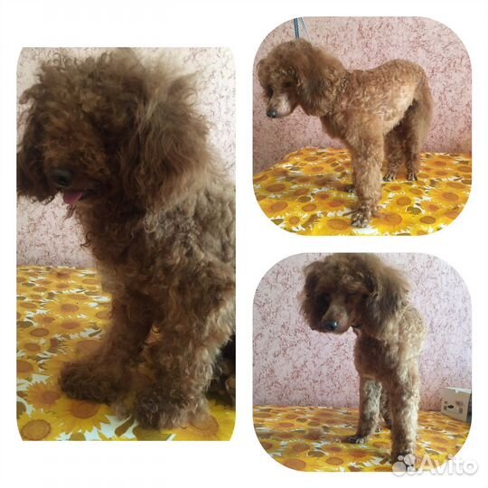 Стрижка собак / Грумер / Собачий парикмахер :)