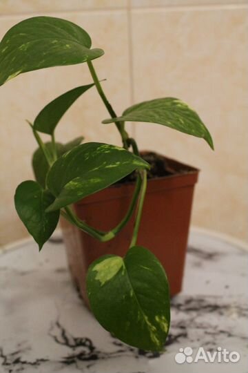 Сциндапсус