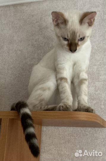 Бенгальский котик с документами