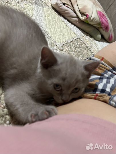 Британские котята