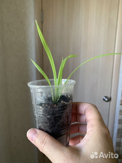 Пальма панданус