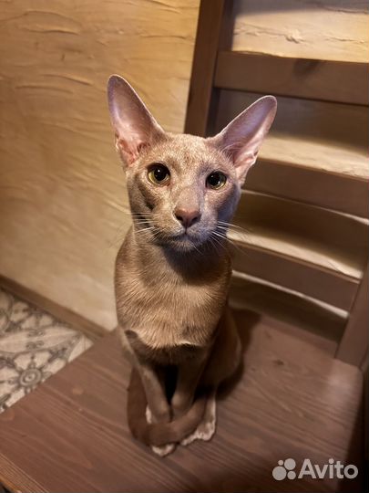 Ориентальный кот вязка