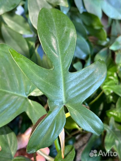 Филодендрон маска