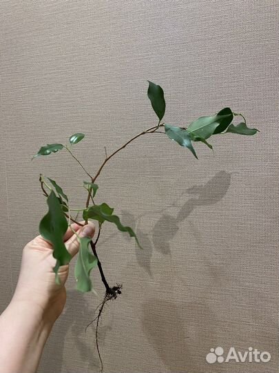 Замиокулькас