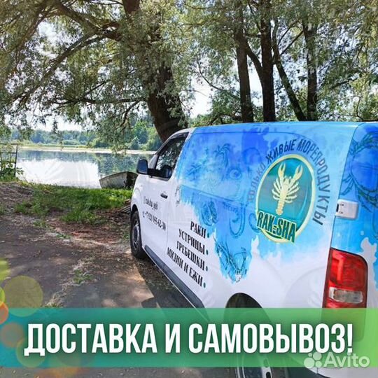 Раки живые и вареные