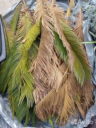 Листья пальмы саговник цикас
