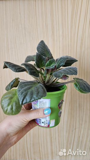 Цветы комнатные домашние