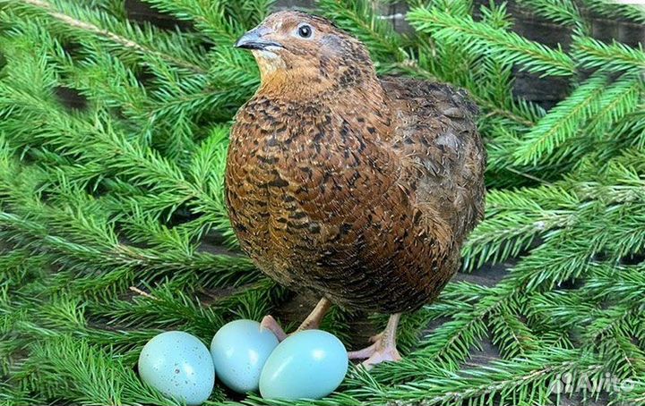 Перепела, Белый гигант, Селадоны, ия