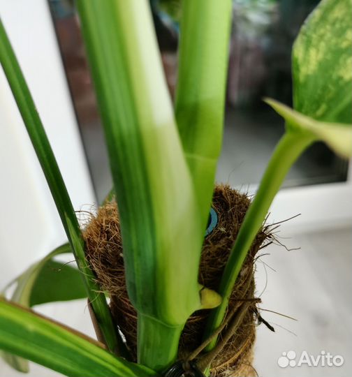 Монстера еллоу сплеш