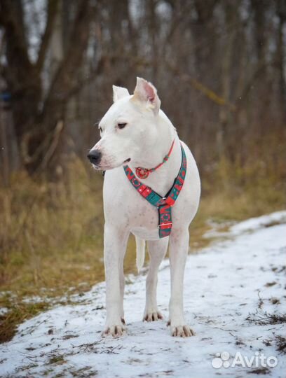 Шлейка для собаки