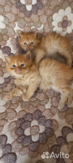 Отдам котенка