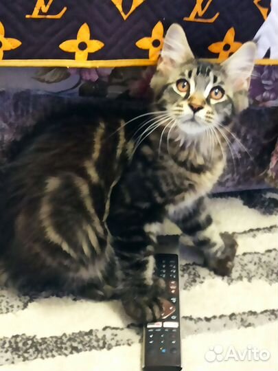 Котята мейн-кун полидакт