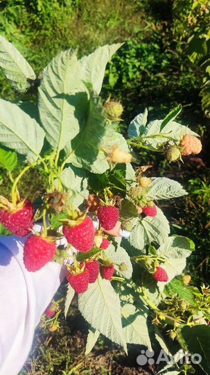 Саженцы малины и ежевики