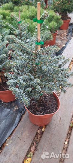 Пихта корейская Блю Стандарт