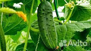 Фасовщик огурцов. Проживание/питание