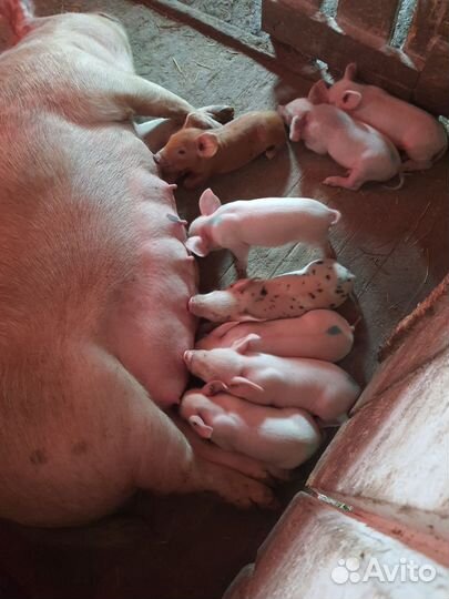 Поросята ландрас с крупной белой