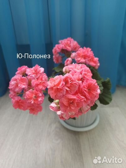 Пеларгония герань
