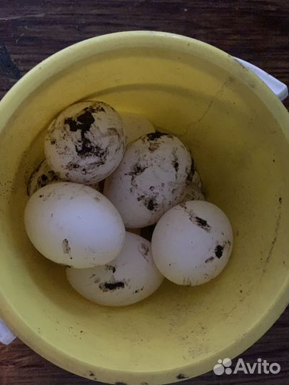 Куры несушки