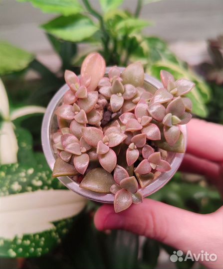 Суккуленты