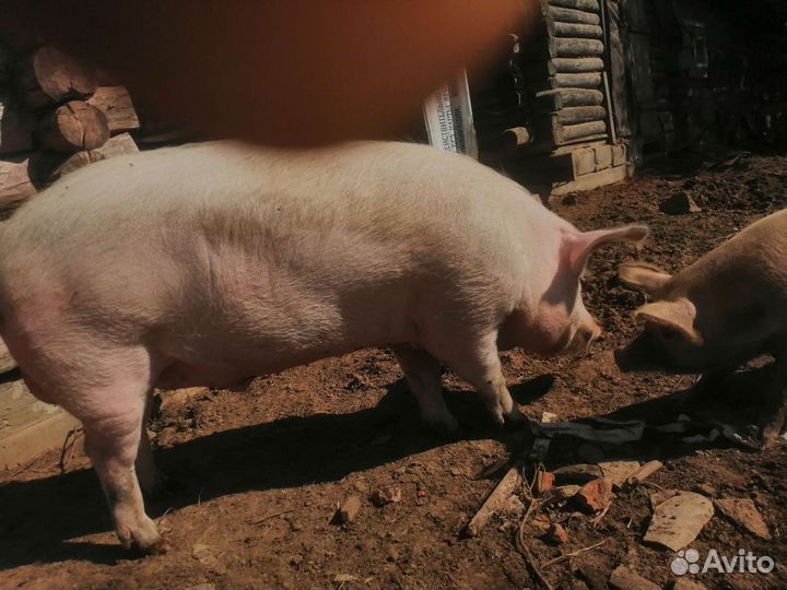 Хряк на племя