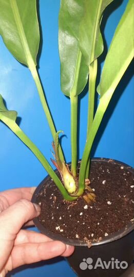 Антуриум Хукери