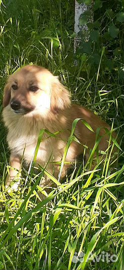 Собаки бесплатно