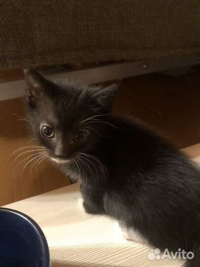 Котята в добрые руки даром