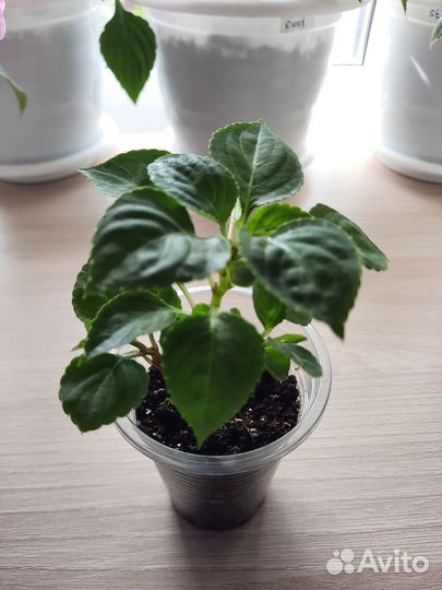 Бальзамин махровый