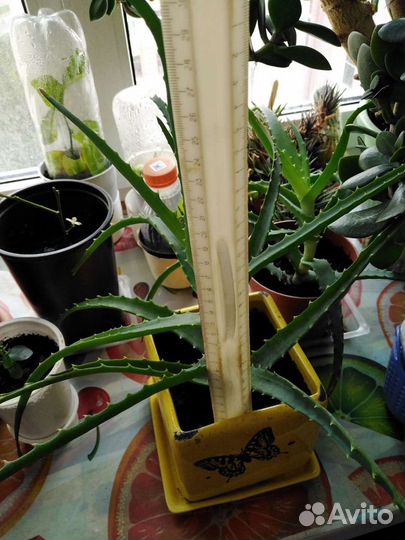 Лимон. Лимонное дерево плодоносящий