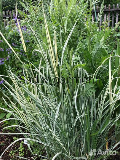 Саженцы для сада