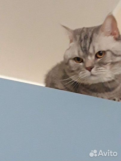 Вязка кошек