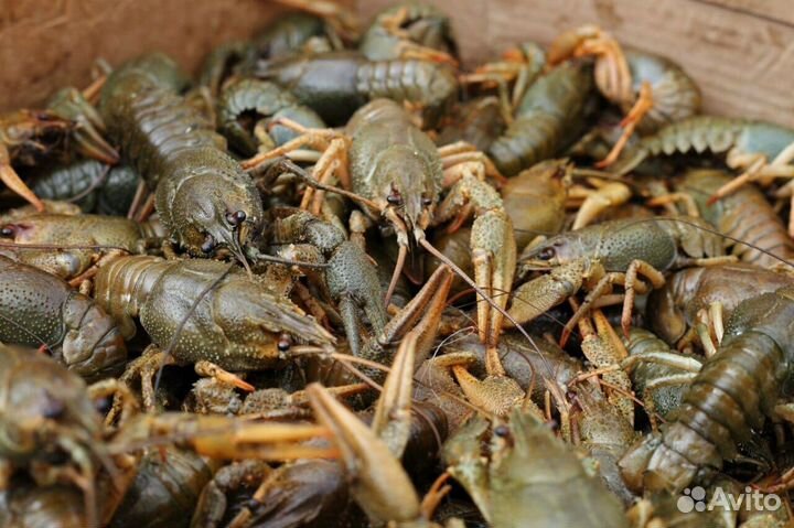 Живые Раки в Сочи (розница, опт, меркурий)