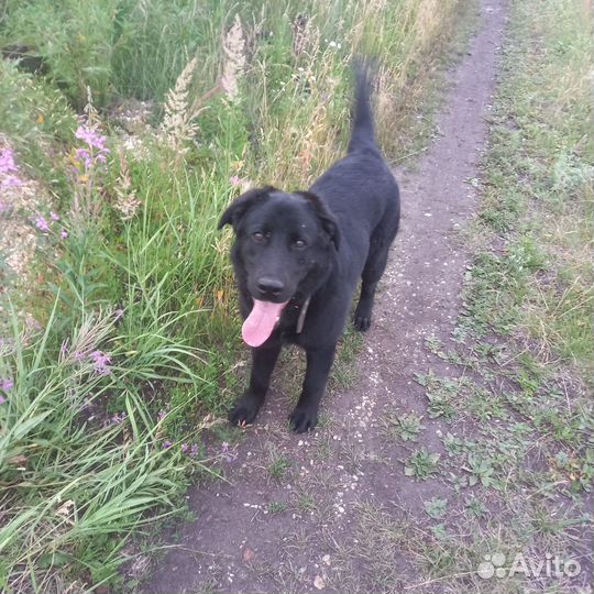 Собака в добрые руки отдам бесплатно