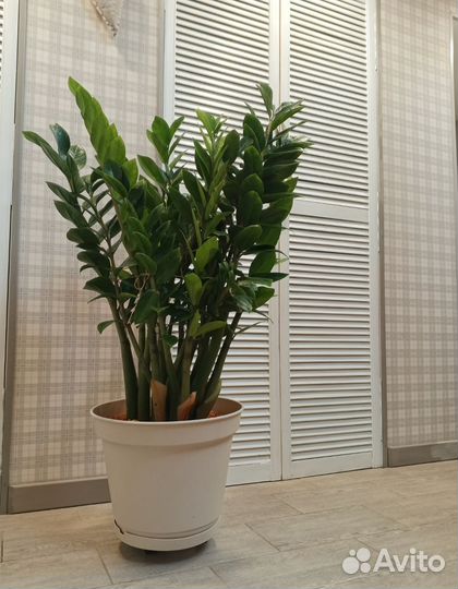 Замиокулькас