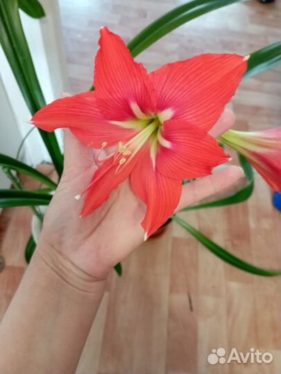 Гиппиаструм