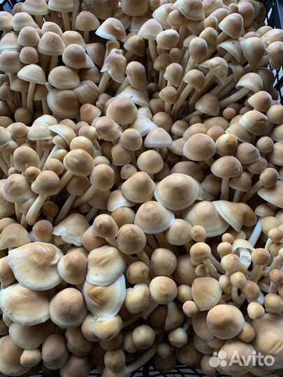 Мицелий вешенки И опенка