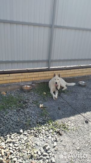 Собака, смесь хаски