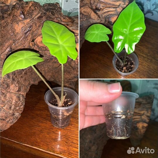 Комнатные растения