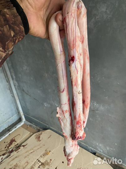 Бычий корень для собак