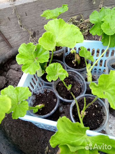 Пеларгония