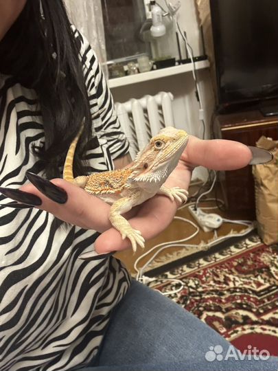 Бородатая агама,самец 5 мес