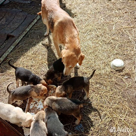 Щенки русской гончей