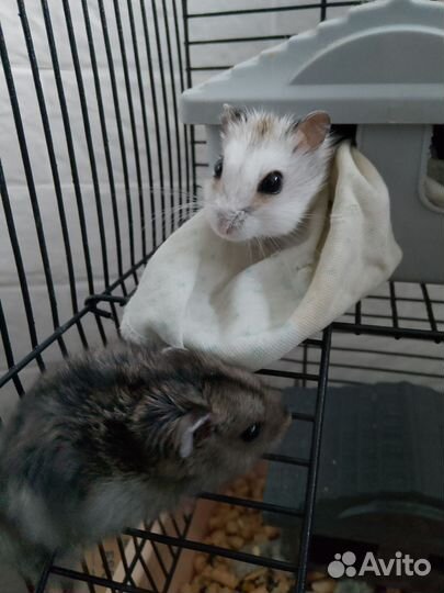 Хомяк в добрые руки