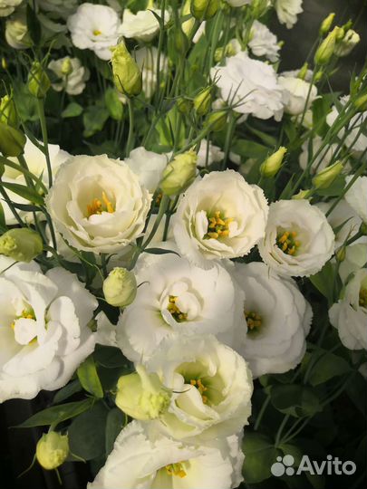 Эустома срез