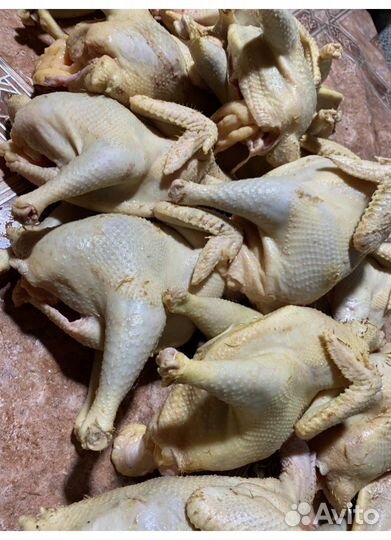 Куры домашние самовызов