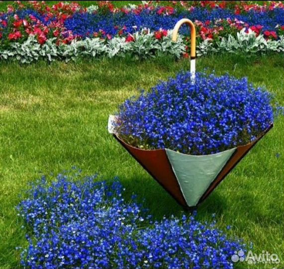 Лобелия,гацания,гипсофила,статица