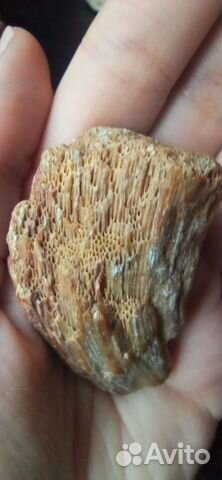 Окаменелость Хететес губка